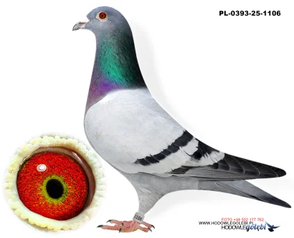 Bieniek Family Loft  PL-25-0393-1106