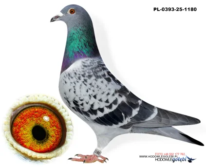 Bieniek Family Loft  PL-25-0393-1180