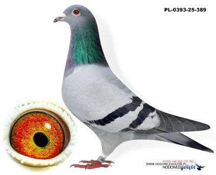 Bieniek Family Loft  PL-25-0393-389