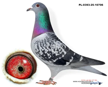 Bieniek Family Loft  PL-25-0393-10706