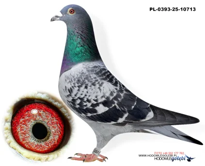 Bieniek Family Loft  PL-25-0393-10713