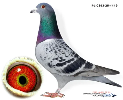 Bieniek Family Loft  PL-25-0393-1119