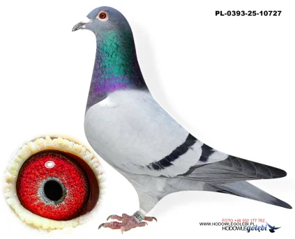 Bieniek Family Loft  PL-25-0393-10727