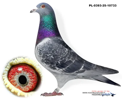 Bieniek Family Loft  PL-25-0393-10733