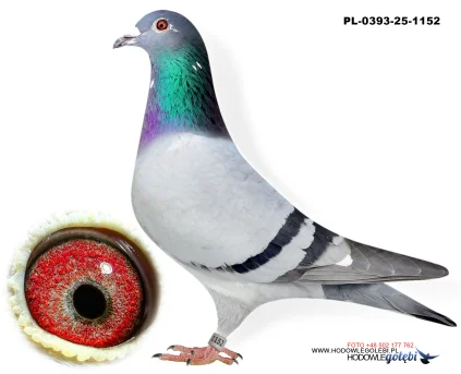 Bieniek Family Loft  PL-25-0393-1152