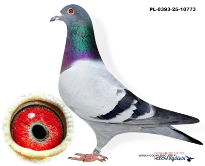 Bieniek Family Loft  PL-25-0393-10773