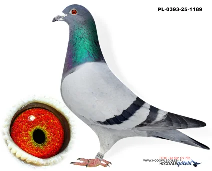 Bieniek Family Loft  PL-25-0393-1189