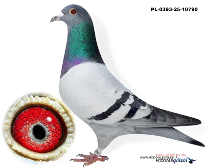 Bieniek Family Loft  PL-25-0393-10790