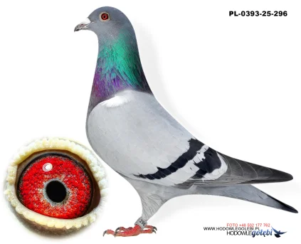 Bieniek Family Loft  PL-25-0393-296