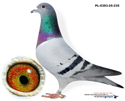 Bieniek Family Loft  PL-0393-25-235