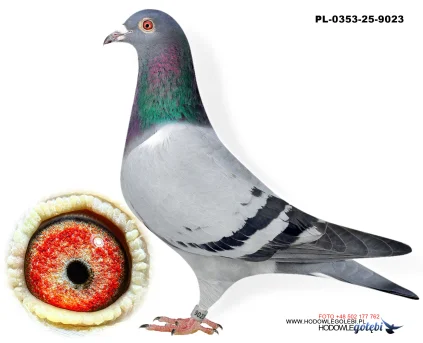 Bieniek Family Loft  PL-0353-25-9023