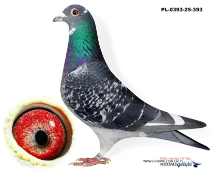 Bieniek Family Loft  PL-0393-25-393