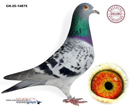 ZG HELIOS CH-25-14875