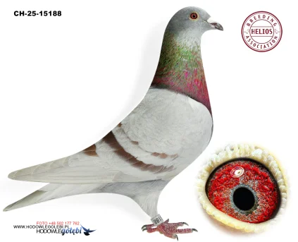 ZG HELIOS CH-25-15188