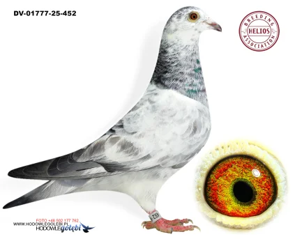 ZG HELIOS DV-01777-25-452