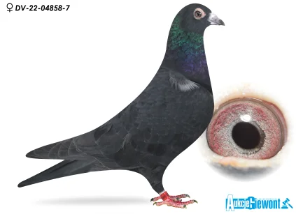 Team Germany DV-04858-22-7