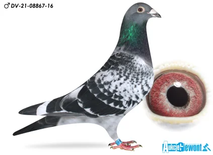 Yevheniy Gudz DV-08867-21-16