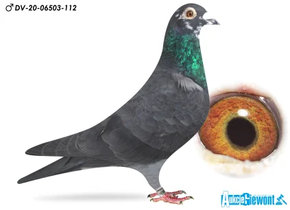 Li und Frank Hamm DV-06503-20-112