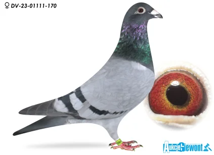 M. Schumacher  DV-01111-23-170