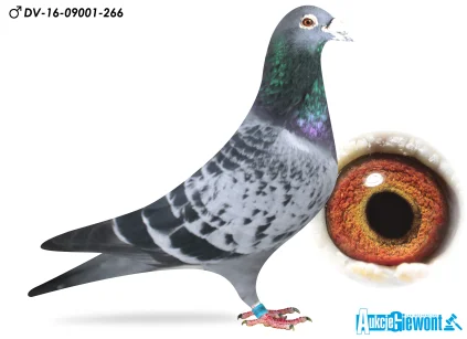 Marko Runge DV-9001-16-266