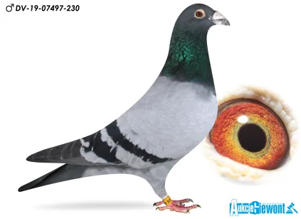 Paul-Heinz Wesjohann DV-07497-19-230