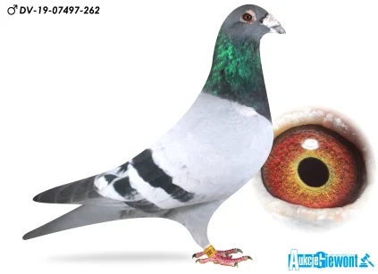 Paul-Heinz Wesjohann DV-07497-19-262