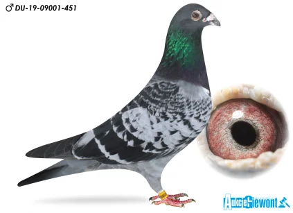 Marko Runge DV-09001-19-451