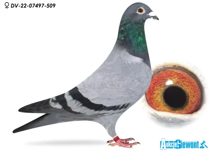 Paul-Heinz Wesjohann DV-07497-22-509