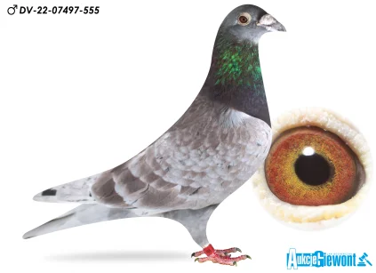 Paul-Heinz Wesjohann DV-07497-22-555