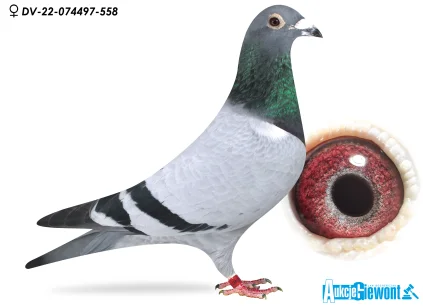 Paul-Heinz Wesjohann DV-07497-22-558