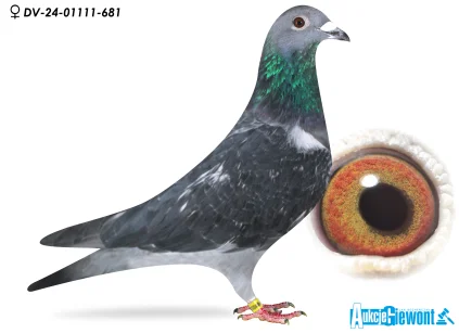 M. Schumacher  DV-01111-24-681