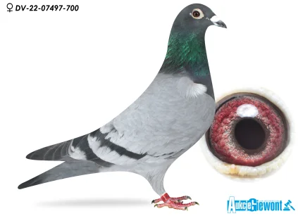 Paul-Heinz Wesjohann DV-07497-22-700