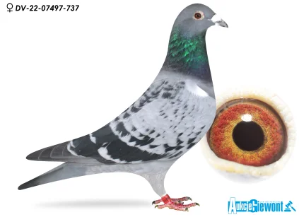 Paul-Heinz Wesjohann DV-07497-22-737