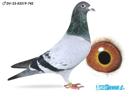 Magic Team Bucki -Kucharski DV-03319-23-742