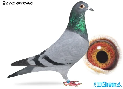 Paul-Heinz Wesjohann DV-07497-21-863