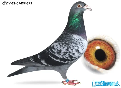 Paul-Heinz Wesjohann DV-07497-21-873