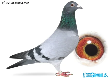 Yevheniy Gudz DV-03083-20-922