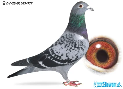 Yevheniy Gudz DV-03083-20-977