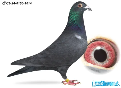 TEAM DVORAK Jiri  CZ-24-0150-1014