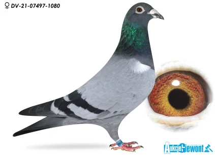 Paul-Heinz Wesjohann DV-07497-21-1080