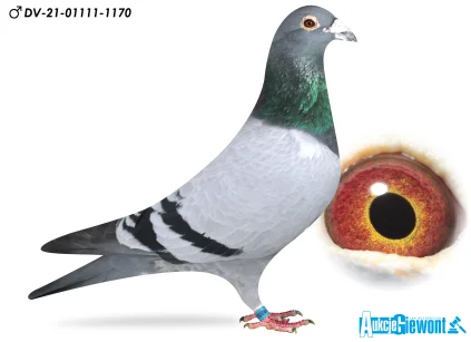 M. Schumacher  DV-01111-21-1170