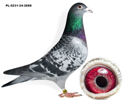 SUPER INB ZOTA 1019 X IREK SZALKOWSKI PL-0231-24-2688