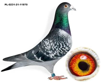 WNUK ZŁOTEJ PARY  PL-0231-21-11970