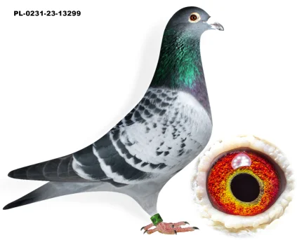 PRAWNUK REPLAY WNUK ZŁOTEJ PL-0231-23-13299