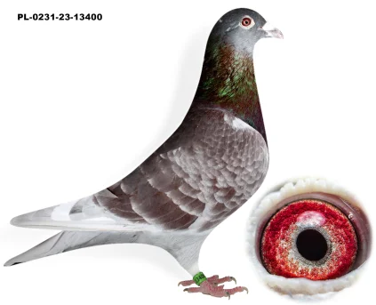 WNUCZKA GOLDEN WNUCZKA ZŁOTEJ PL-0231-23-13400