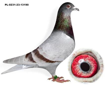 WNUK GOLDEN VOSA PL-0231-23-13190