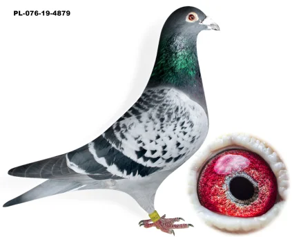 WNUK 2X JACKOPT X TEAM SCHLIEF STIENS PL-076-19-4879