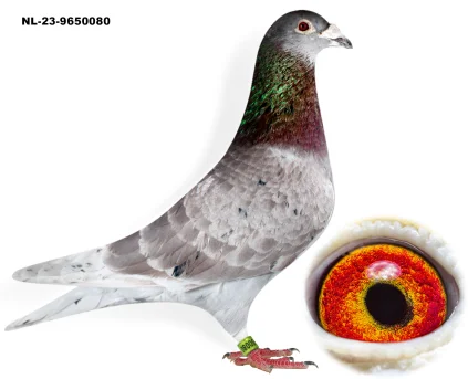 INBR.JONGE MERCKX X LICHT LOUIS 529 NL-23-9650080