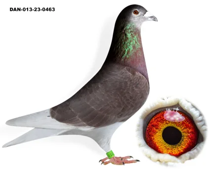 563 LSM BREEDING DK-013-23-0463