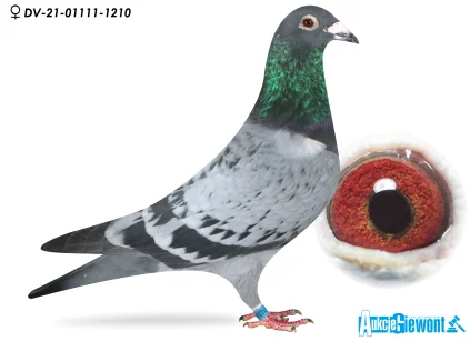 M. Schumacher  DV-01111-21-1210